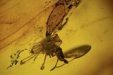 Two Fossil Flies (Diptera) In Baltic Amber #109470-2